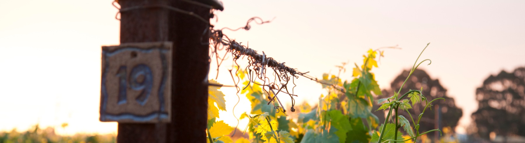 Alternative text for the background image